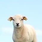  Daan  Grimonprez-Hayman BSc